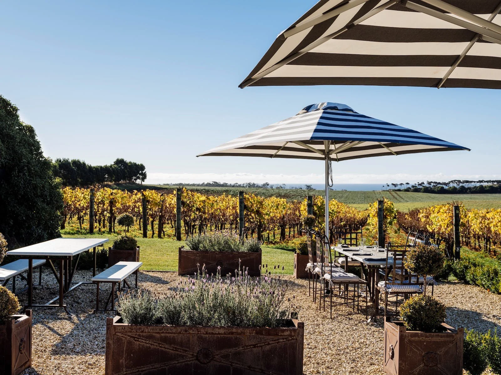Outdoor patio with tables and large striped umbrellas overlooking a vineyard vineyard landscape under a clear blue sky.