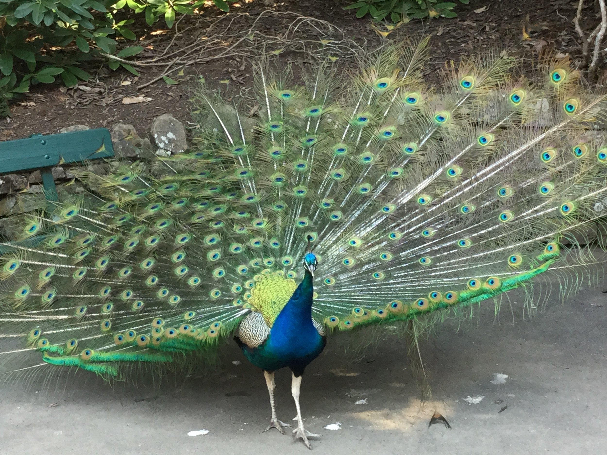 Peacock with its tail feathers fully fanned out standing on a pathway in a garden area.