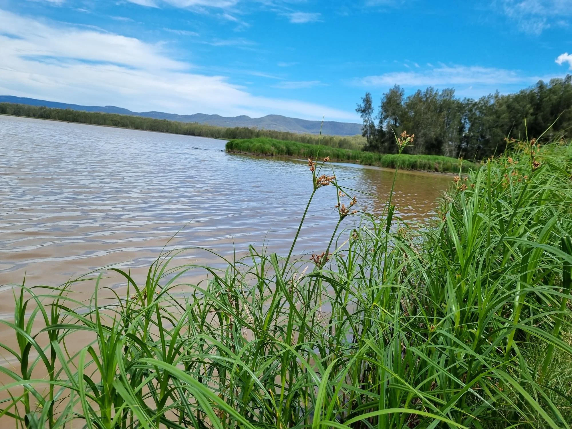 Ellalong Lagoon - downstream CON021