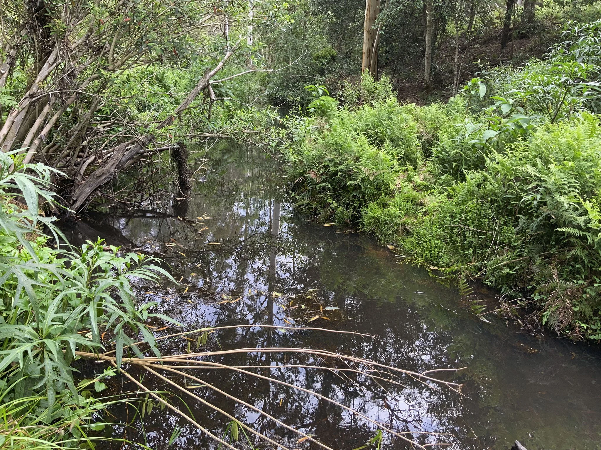 Will O Wyn upstream WOL002