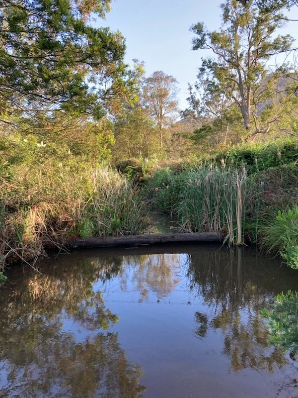 Congewai Creek CON001