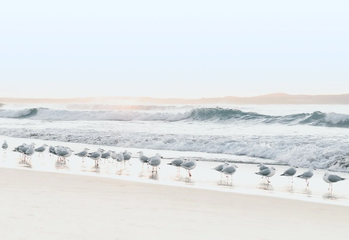 Seagulls standing on the wet sand of a beach, with ocean waves rolling in and a clear sky in the background.