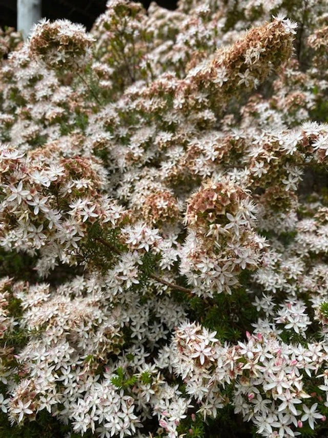 Calytrix tetragona_COastal Pink.jpg