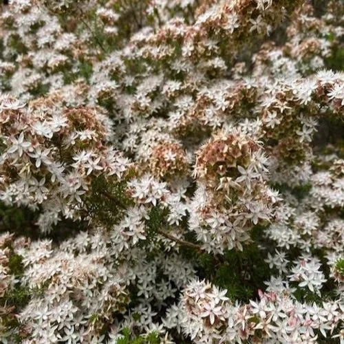 Calytrix tetragona (Tas) ‘Coastal Pink’