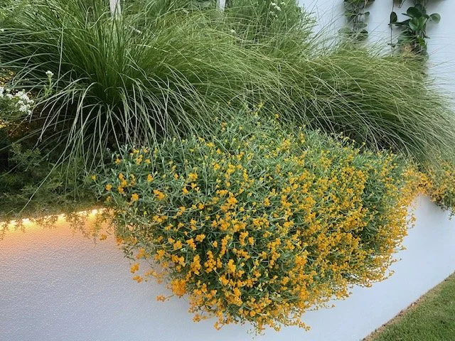 Chrysocephalum apiculatum compact1.jpg