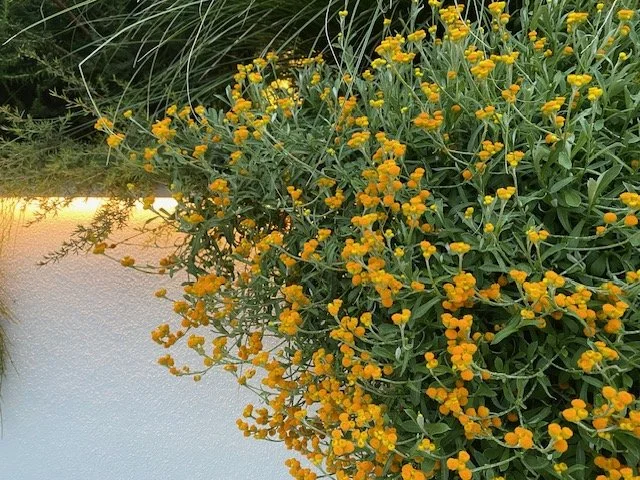 Chrysocephalum apiculatum compact2.jpg