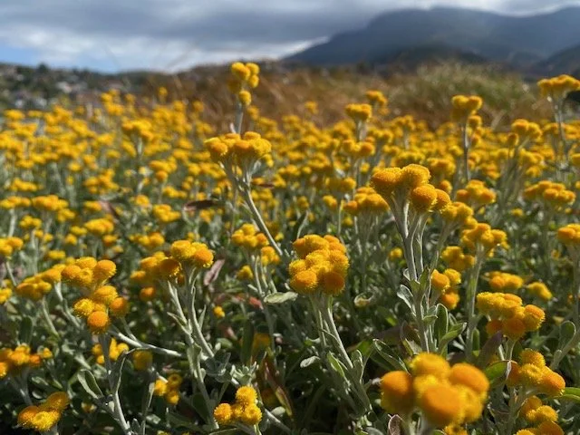 Chrysocephalum apiculatum compact3.jpg