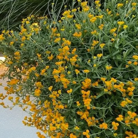 Chrysocephalum apiculatum compact