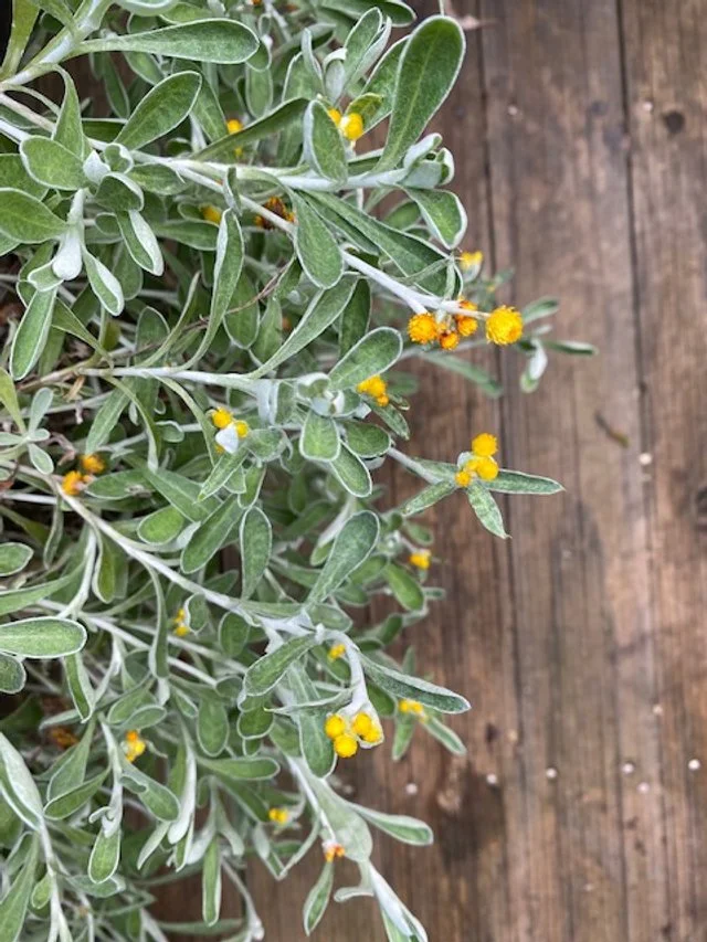 Chrysocephaluym apiculatum compact5.jpg