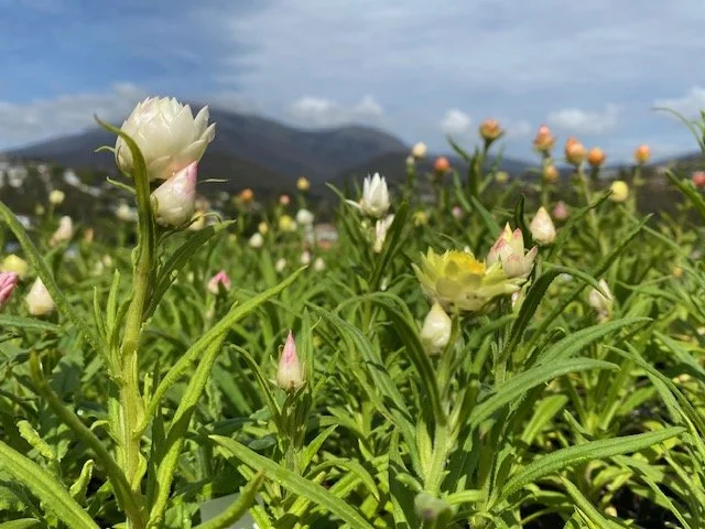 Xerochrysum mixed2.jpg