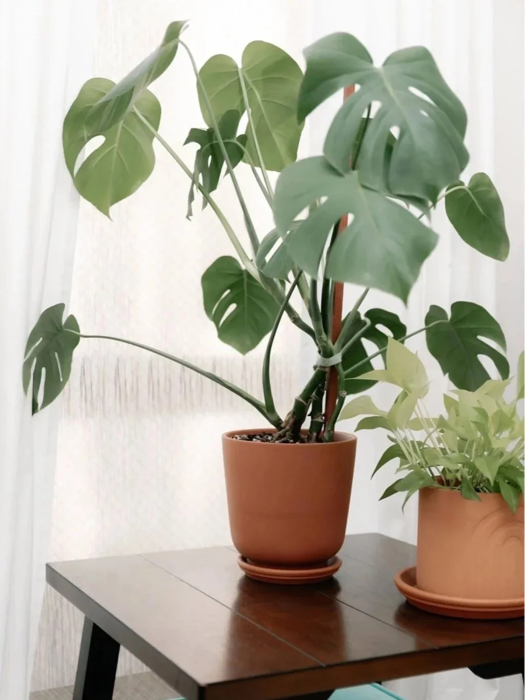 Indoor houseplants in terracotta pots on a wooden table, with one plant having large green leaves with holes and the other plant with smaller light green leaves.