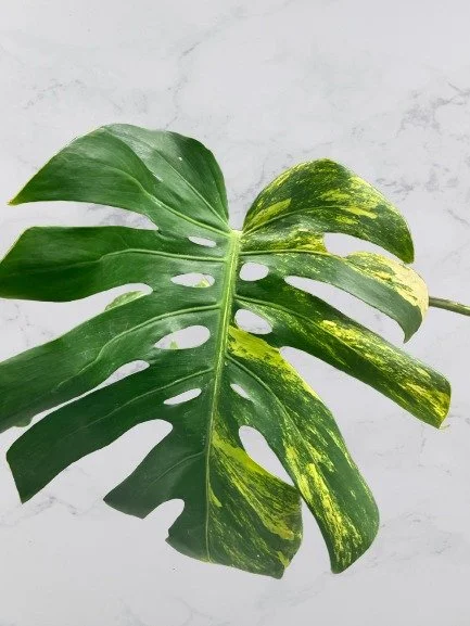 Monstera Deliciosa Aurea Variegata