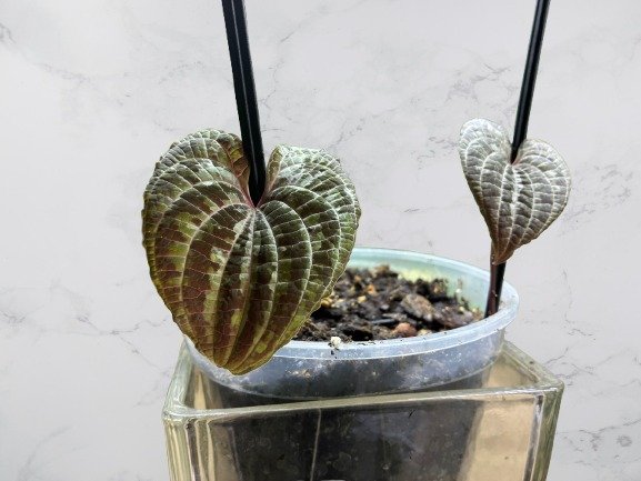 Dioscorea Disclolor.jpg
