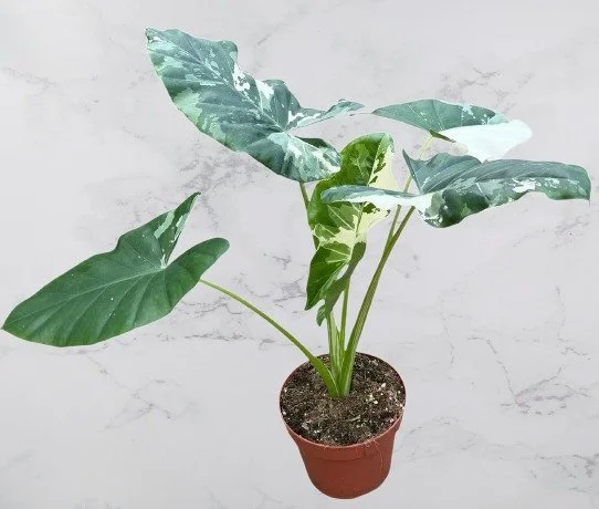 Alocasia Marcrrorhiza Variegata.jpg