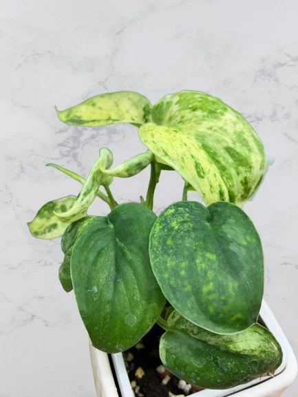 Jade S. Marble.jpg
