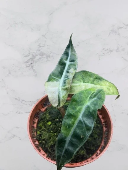 Alocasia Polly Yellow Variegata  My Tropical Plant
