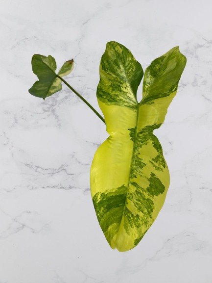 Fl. Beauty x Paraiso Verde.jpg