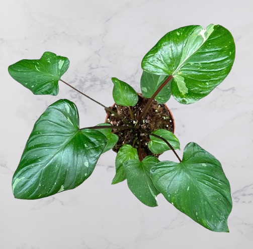 Homalomena rubescens 'Stardust'