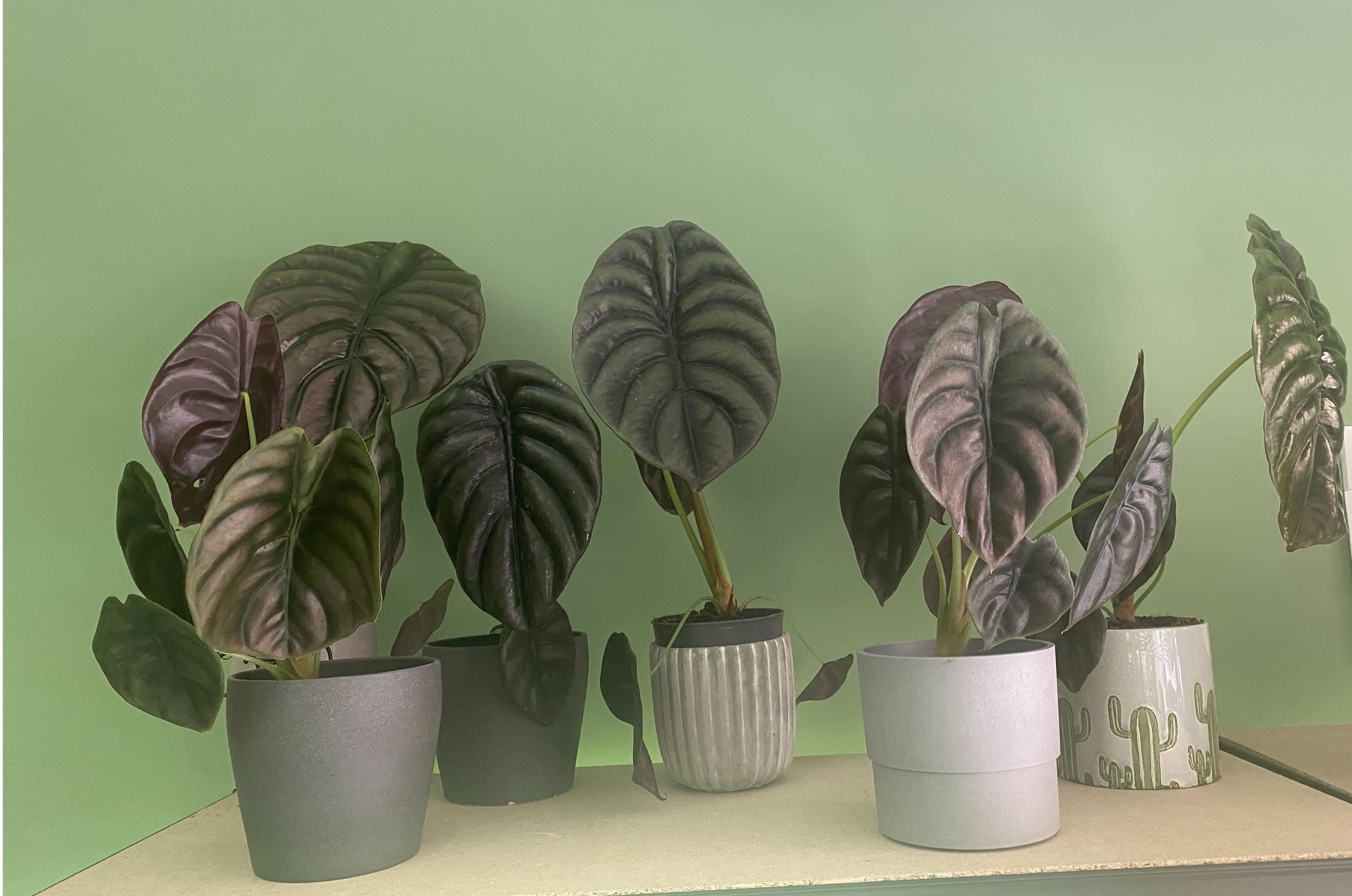 alocasia cuprea.jpg