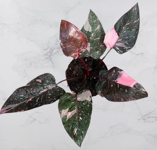 Philodendron Pink Princess Marble