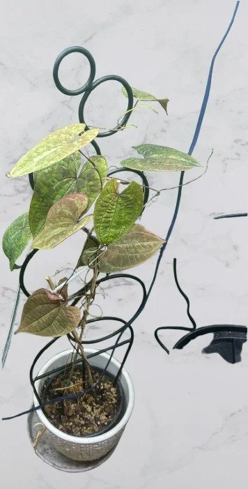 Dioscorea Discolor.jpg