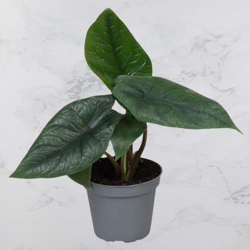 Alocasia Scalprum