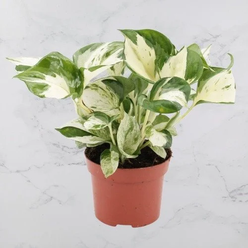 Epipremnum Aureum Manjula