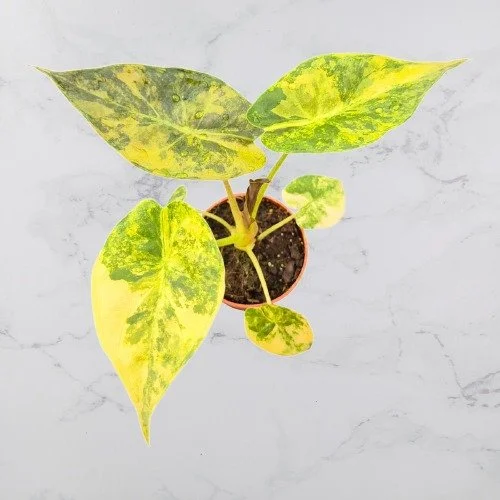 Alocasia 'Uhinkii' Variegated (Wentii)