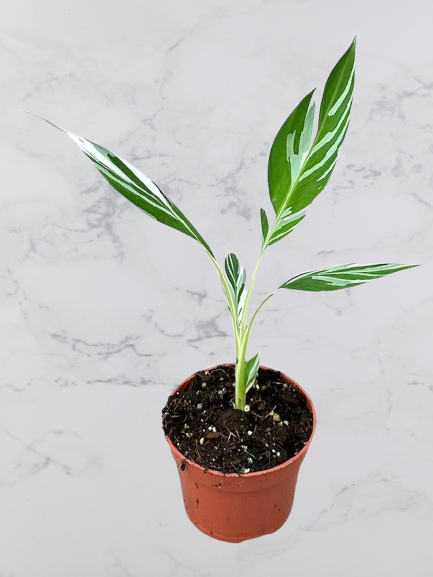 Musa Florida Variegata (1 Available)