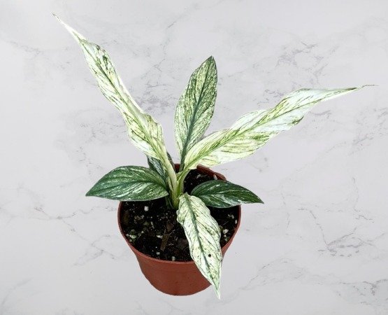 Spathiphyllum Sensation Variegata