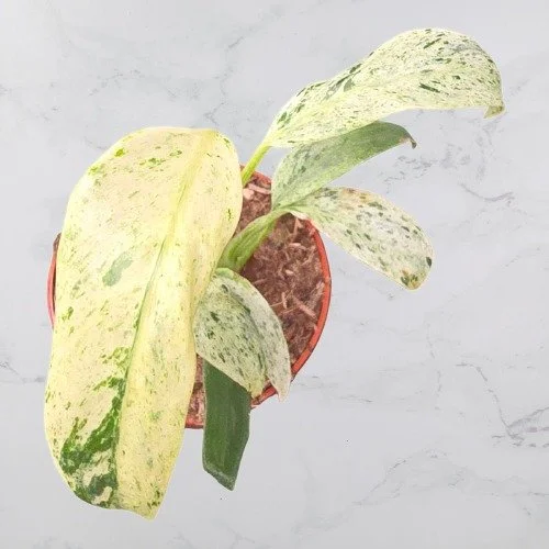 Rhaphidophora Foraminifera Variegata