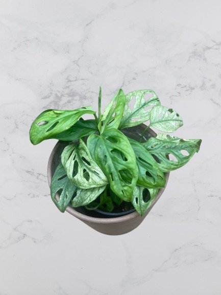Monstera Adansonii Archipelago