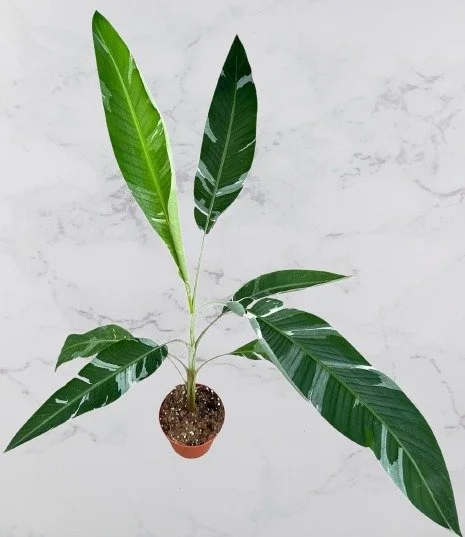 Musa Florida.jpg