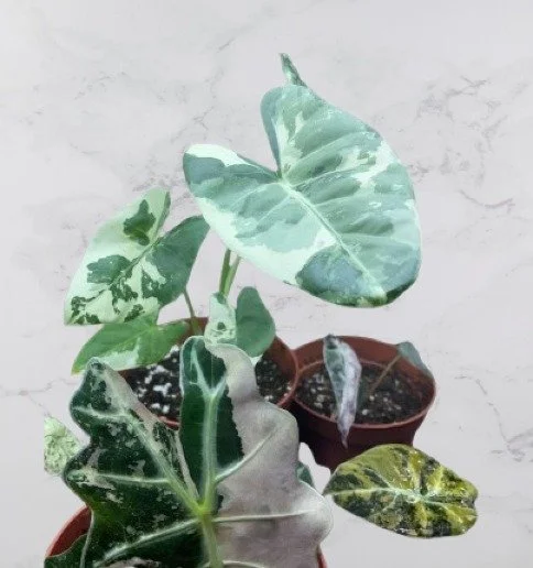 Alocasia Macrorrhiza Albo Variegata