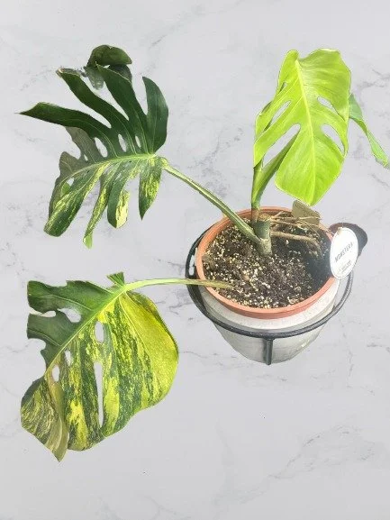 Monstera D. Aurea