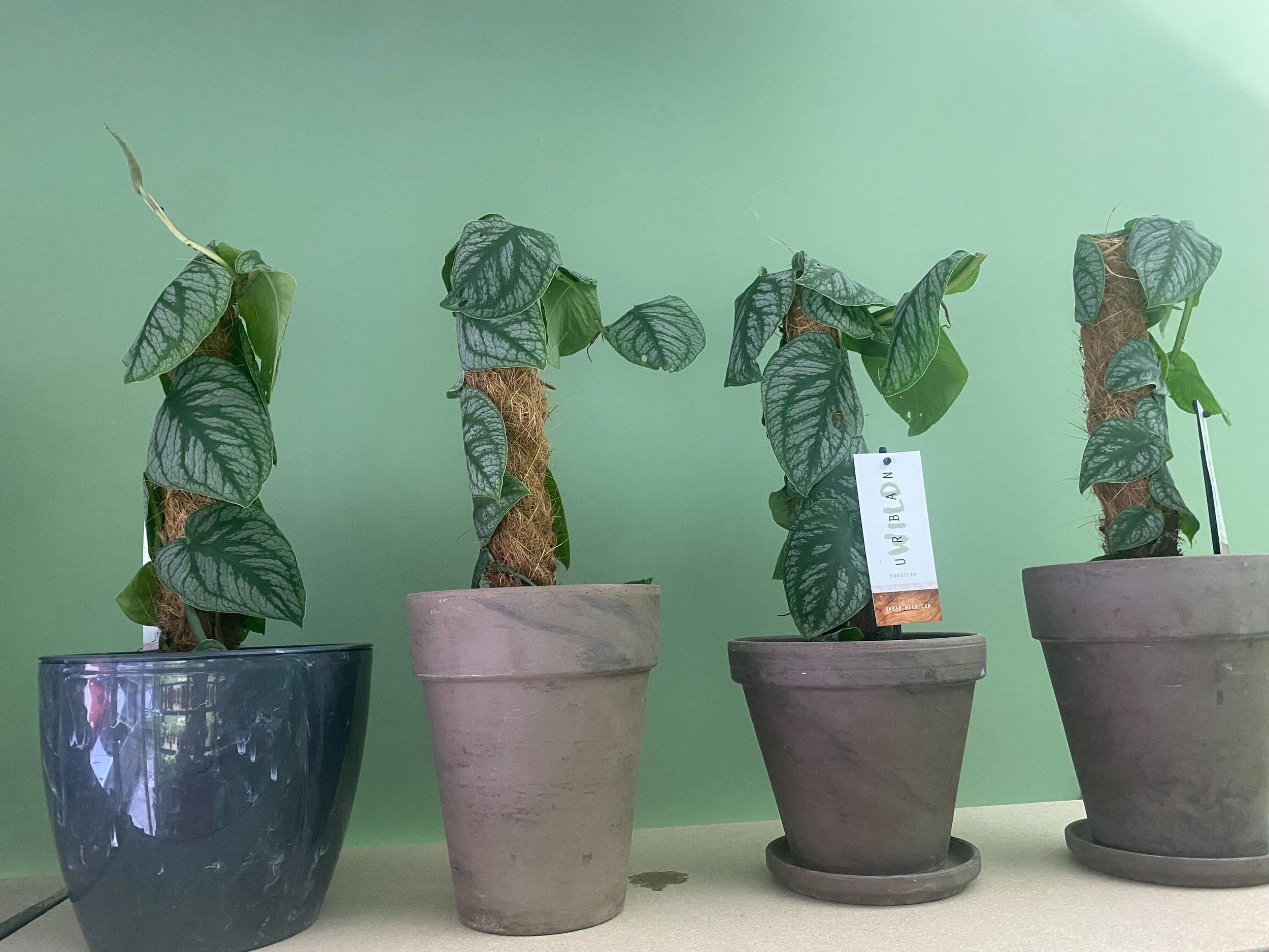 Monstera Dubia