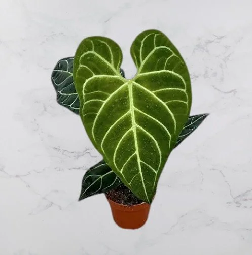 anthurium regale-removebg-preview.jpg