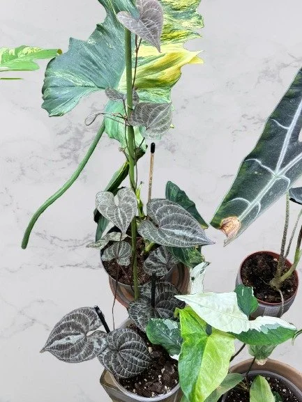 Discolor.jpg