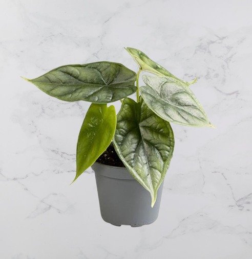 Alocasia Dragon Scale