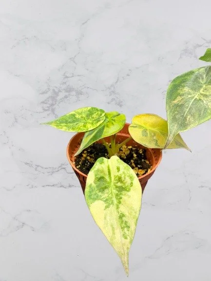 Alocasia 'Uhinkii' Variegated (Wentii)