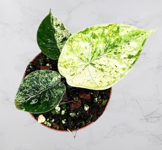 Alocasia Dragon Scale Mint Variegated