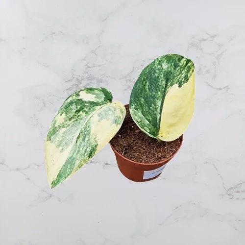 Scindapsus jade satin-removebg-preview.jpg