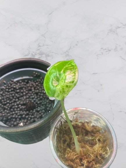 Alocasia Dragon Scale Mint Variegated