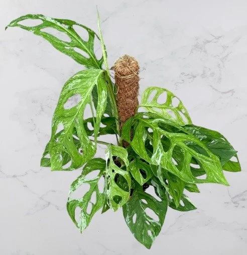 Monstera Adansonii Indonesian Marble