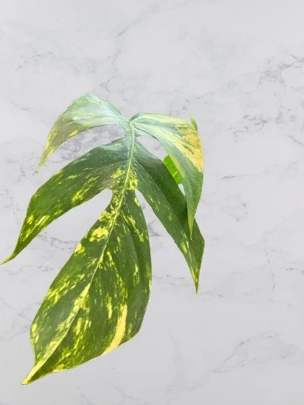 Epipremnum Pinnatum Cintho Goldfinger (Rooted Cutting)