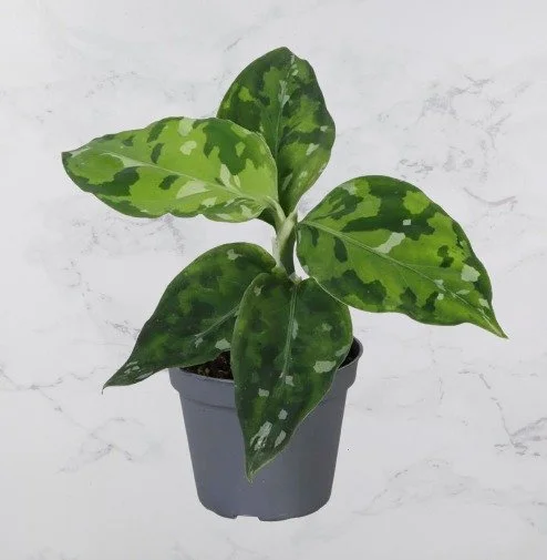 pictum.jpg