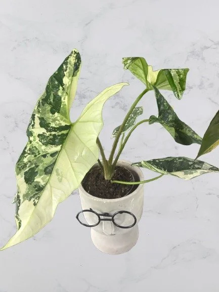 Alocasia Simpo Albo Variegata