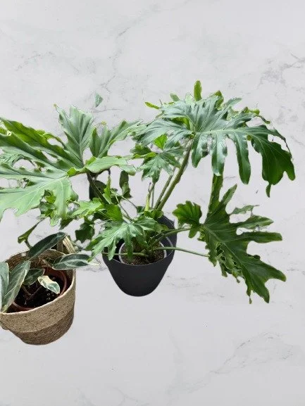 Thaumatophyllum Bipinnatifidum (Large)