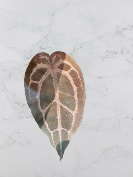 Anthurium Red Crystallinum.jpg