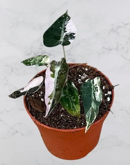 Alocasia Bambino Pink Variegata